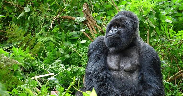 The Untouched Mountain Gorillas.