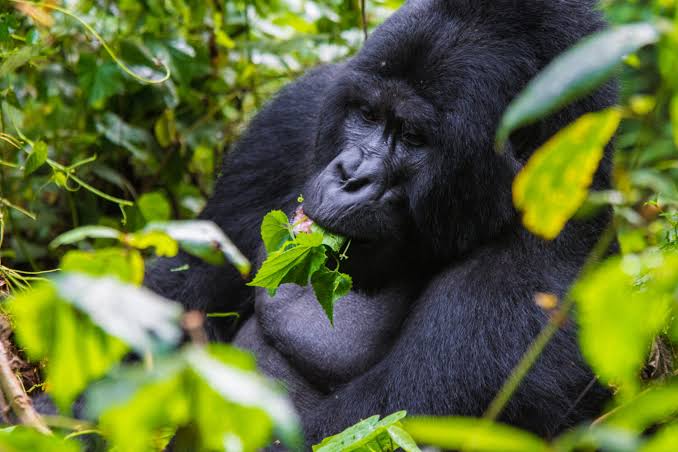 Mgahinga National Park