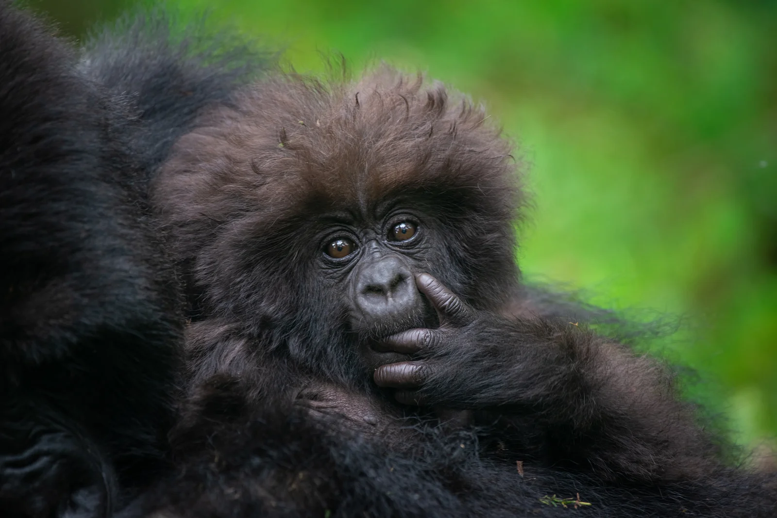 3 Day Gorilla Trekking Rwanda