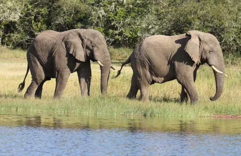 3 Days Murchison Falls National Park Safari