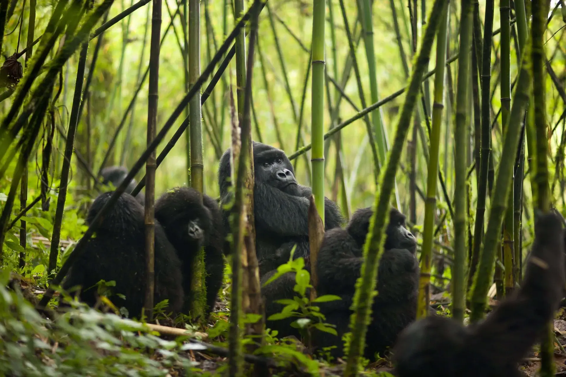 Mountain gorilla in bamboo forest during a Rwanda gorilla trekking safari