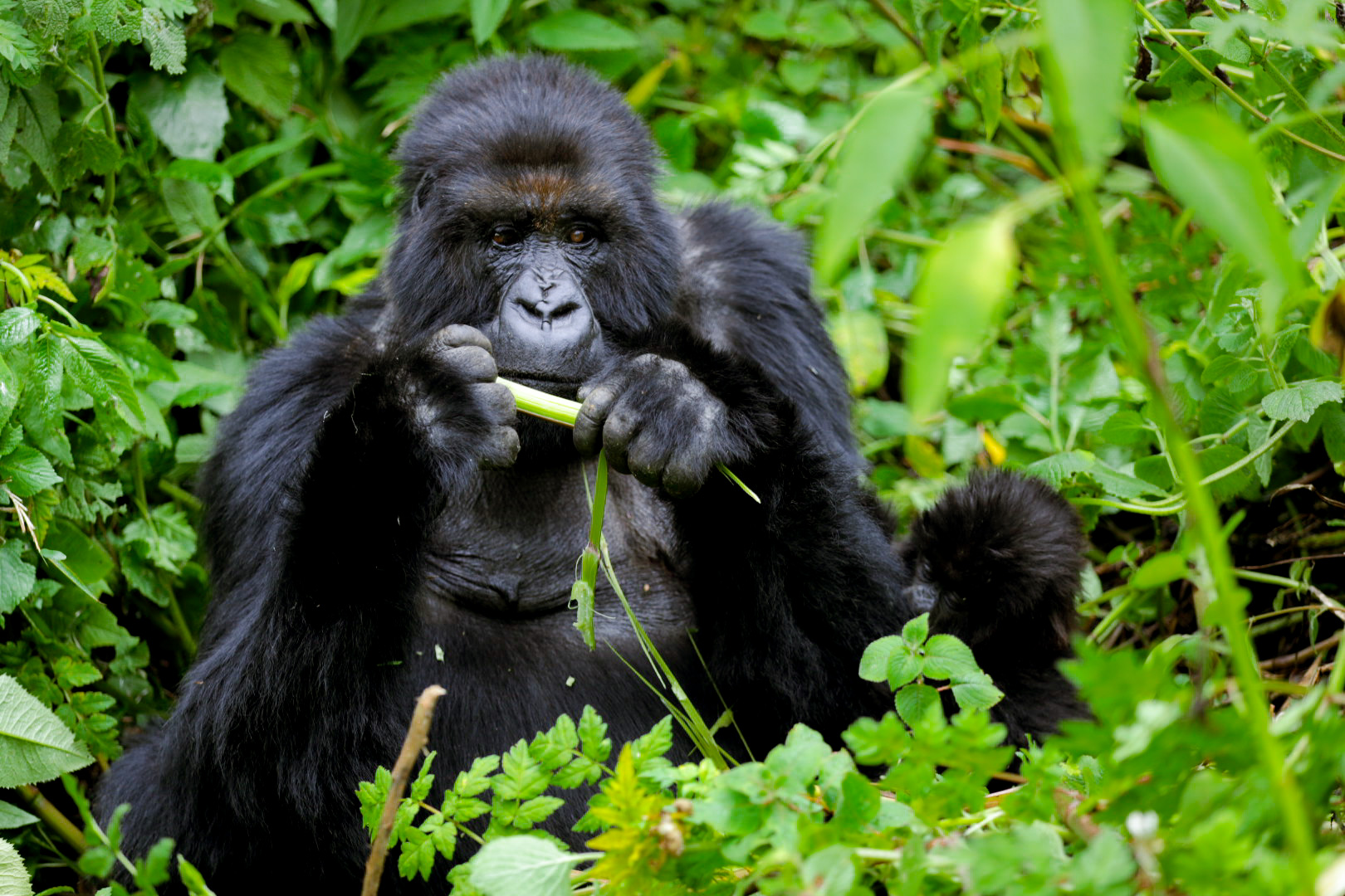 Gorilla trekking in Rwanda